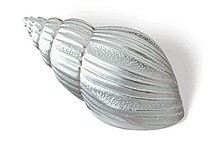 Uchwyt 1125-61 Muszelka Z Kolekcji Ocean Line Chrom Błyszczący - Siro