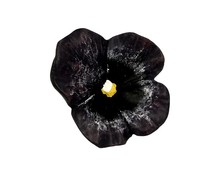 Gałka H126-50 Z Kolekcji Flower Granatowy Bratek - Siro