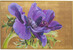 Obraz VIOLET 150x100