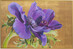 Obraz VIOLET 150x100
