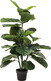 Roślina dekoracyjna FIDDLE LEAF 120