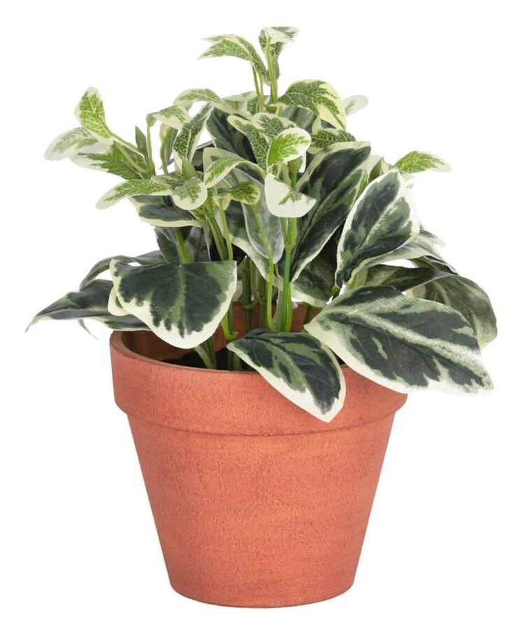 Roślina dekoracyjna AUKUBA 22 cm