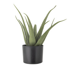 Roślina dekoracyjna ALOE 61 cm