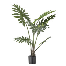 Roślina dekoracyjna PHILODENDRON 84 cm