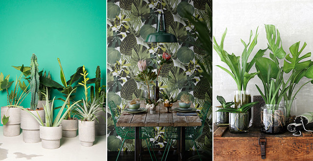 Urban jungle w salonie
